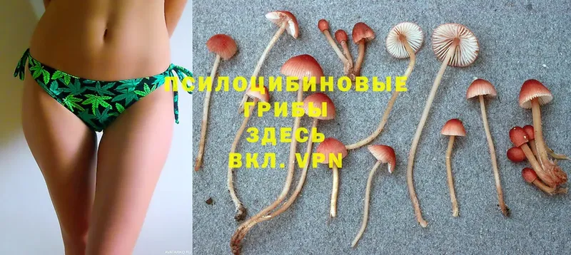 Псилоцибиновые грибы Cubensis Глазов